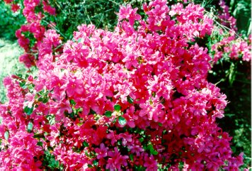 Southern California spring gardening - azaleas are great