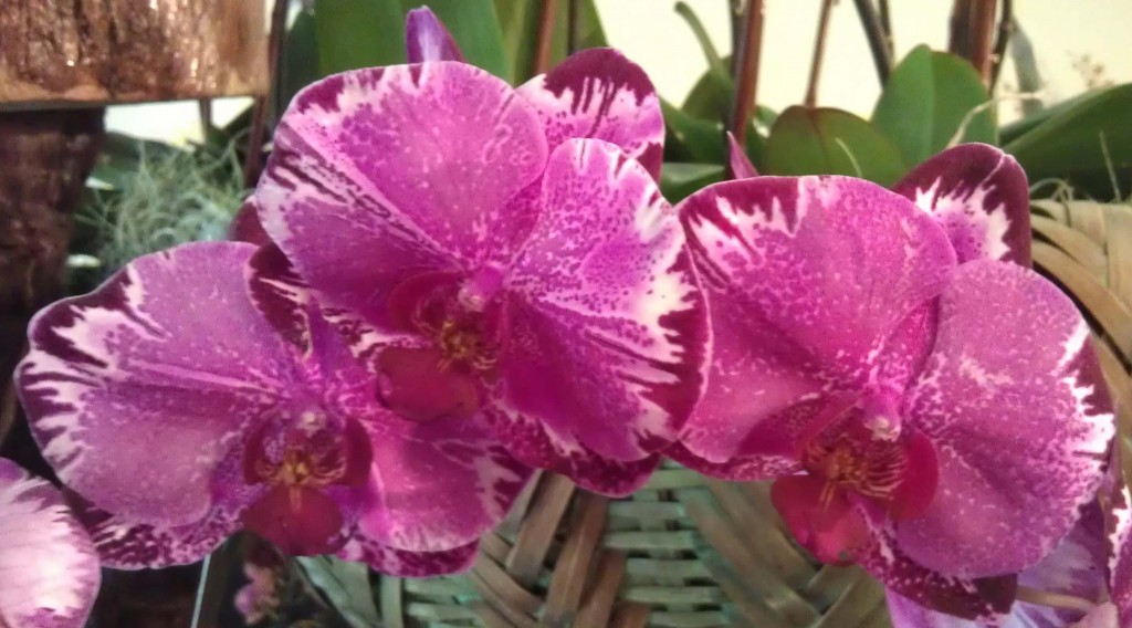 Fascination of Orchids Show & Sale Orange County