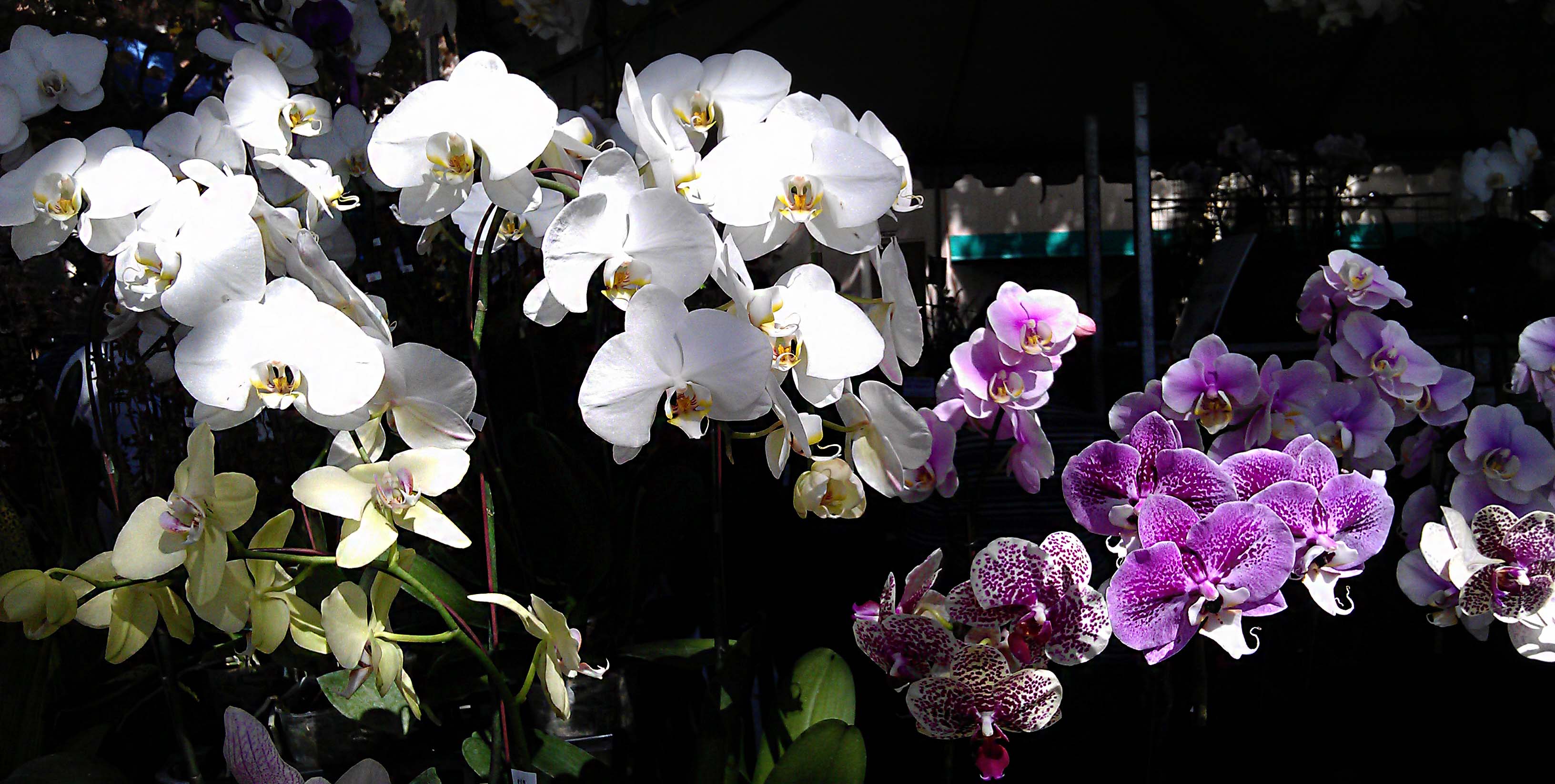 Fascination of Orchids Show & Sale Orange County