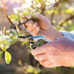 Pruning Fruit Trees Class 2018