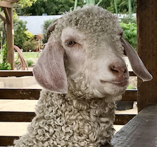 Discover Day at Centennial Farm in Costa Mesa