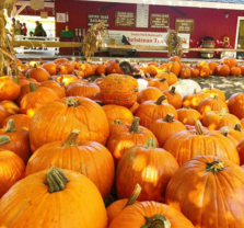 Pumpkin Patch at Hana Field 2024