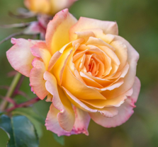 Promise Me a Rose Garden: Essential Rose Care at OC Fair and Event Center