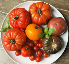 Homegrown Tomatoes at OC Fair and Event Center