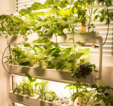 Hyonics for the Home Gardener: Build Your Own System