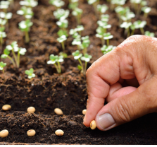 Sow and Grow! Start Your Own Container Garden