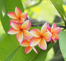 Paradise in Bloom: A Beginner’s Guide to Plumeria Care