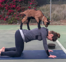 Baby Goat Yoga at Tanaka Farms