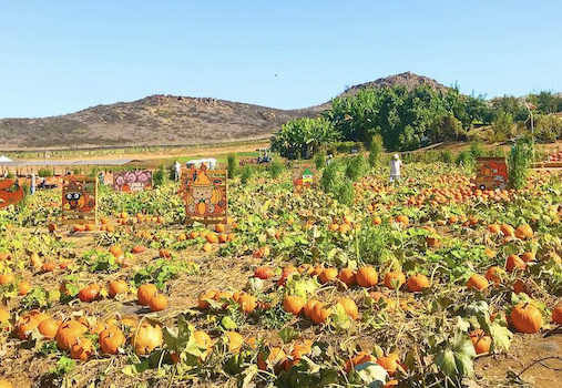 Pumpkin Patch at Hana Field