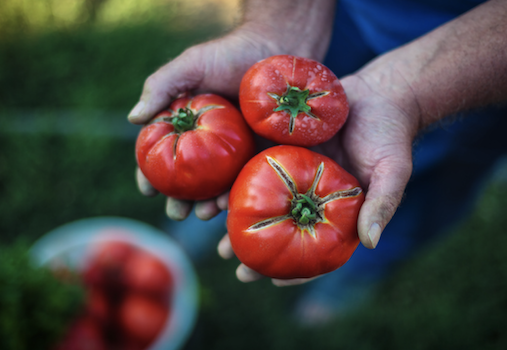Centennial Farm Garden Class: Homegrown Tomatoes
