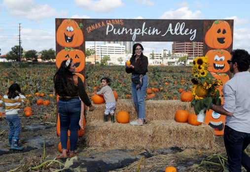 Pumpkin Patch at Hana Field 2024