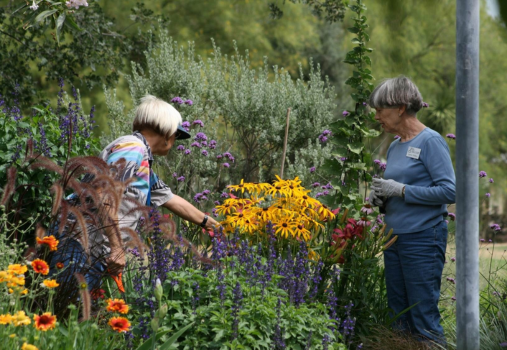 Promise Me a Rose Garden: Essential Rose Care at OC Fair and Event Center