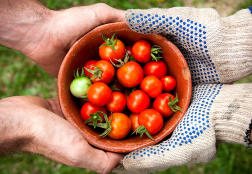 Homegrown Tomatoes at OC Fair and Event Center