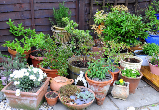 Sow and Grow! Start Your Own Container Garden