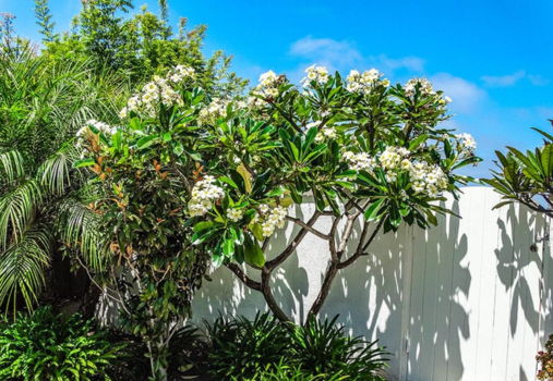 Paradise in Bloom: A Beginner’s Guide to Plumeria Care