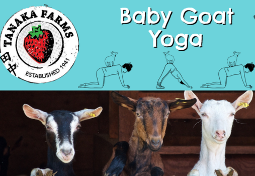 Baby Goat Yoga at Tanaka Farms