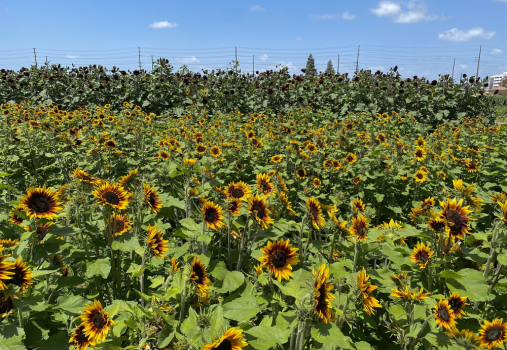 Hana Field in Costa Mesa