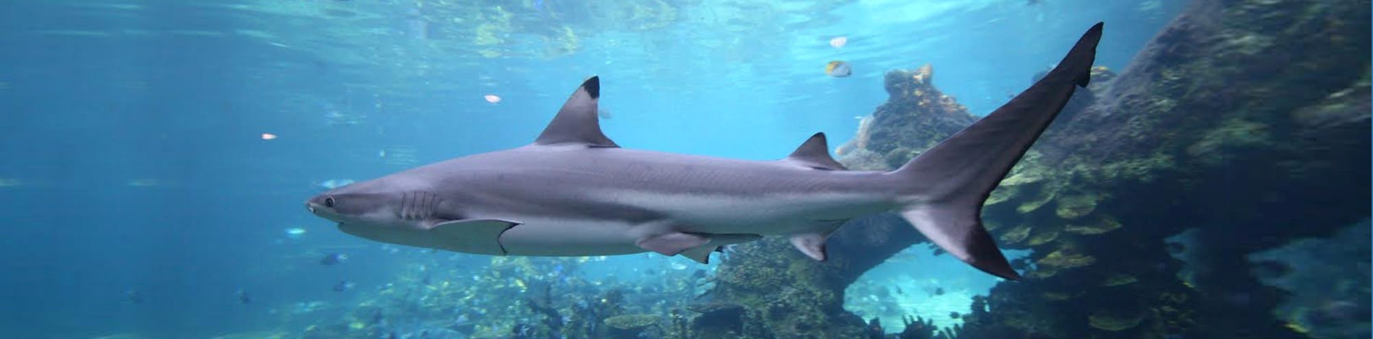 SeaWorld