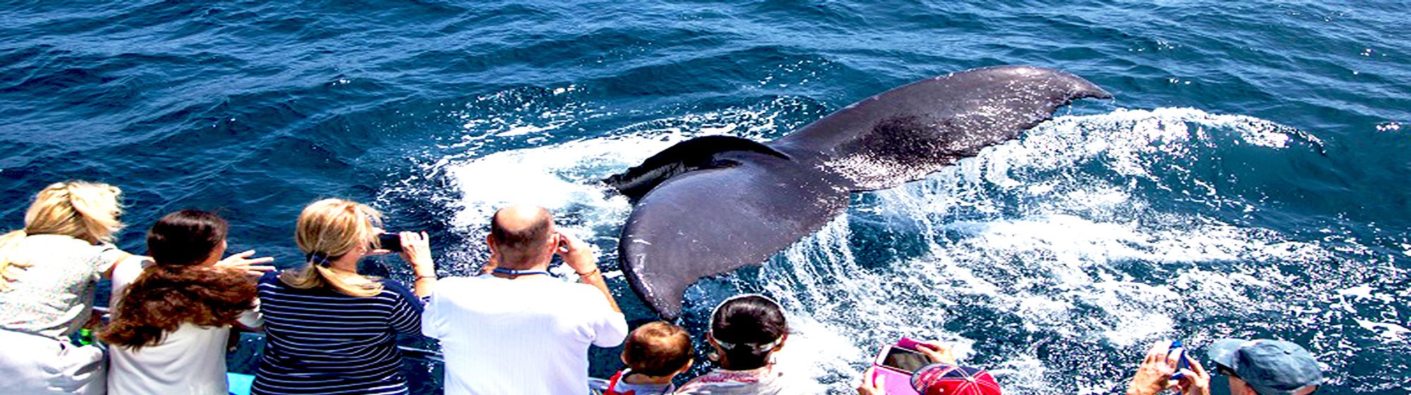 Newport Landing Whale Watching | Whale Watching Costa Mesa
